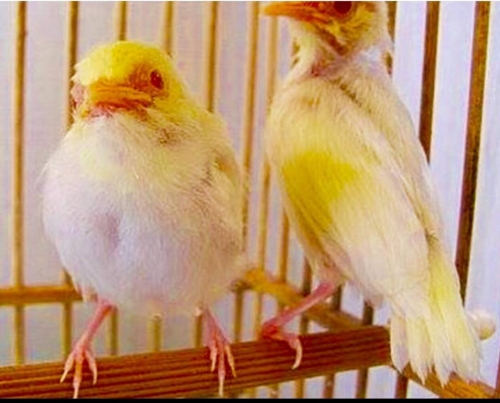 Giải trí - Chiêm ngưỡng tổ hoàng khuyên 'độc' nhất Việt Nam, nửa tỷ không bán