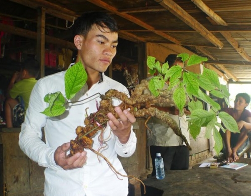 Công nghệ - Củ sâm Ngọc Linh 'khủng' giá 200 triệu ở Quảng Nam có gì đặc biệt?