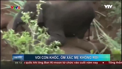 Công nghệ - Ấn Độ: Voi con khóc, ôm xác mẹ không rời suốt 24 tiếng [VIDEO]