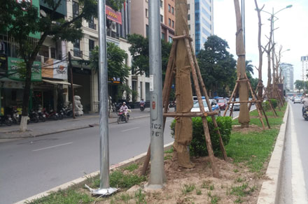 Kinh doanh - Trồng phượng dải phân cách:Đổi tên đường Láng Hạ thành 'Láng Phượng'