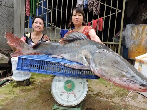 Công nghệ - 2 giờ vật lộn bắt 'thủy quái' 40 kg, dài 1,6m trên sông Sêrêpốk