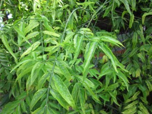 Đời sống - Thực hư c&acirc;y b&igrave;m bịp chữa ung thư m&agrave; người CH&Acirc;U &Aacute; r&aacute;o riết săn l&ugrave;ng?