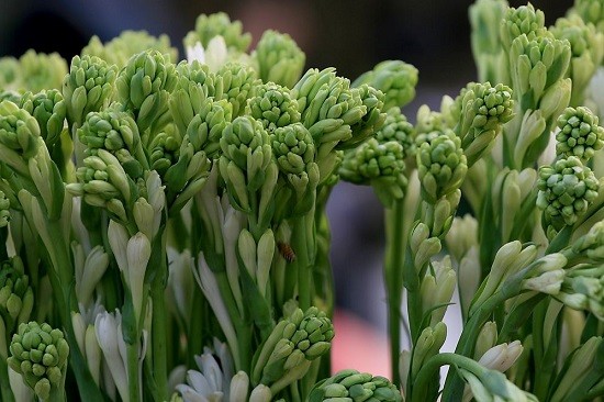 X&atilde; hội - L&yacute; do hoa huệ được mọi nh&agrave; cắm tr&ecirc;n b&agrave;n thờ trong lễ c&uacute;ng Vu Lan? (H&igrave;nh 2).