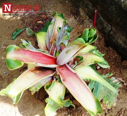 Ph&aacute;p luật - Cận cảnh c&acirc;y chuối kỳ lạ, cao 15cm, trổ 6 bắp