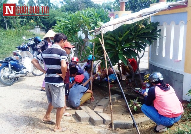 Ph&aacute;p luật - Cận cảnh c&acirc;y chuối kỳ lạ, cao 15cm, trổ 6 bắp (H&igrave;nh 2).