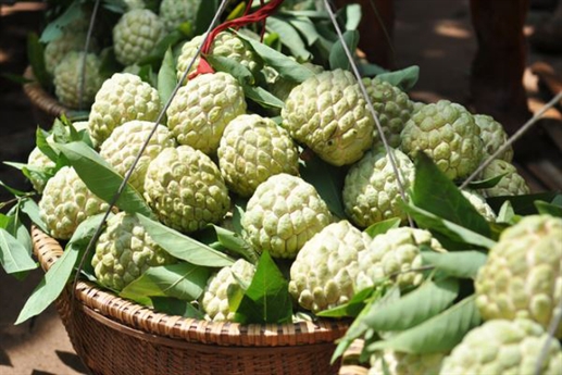 Xã hội - Mẹo hay phân biệt na chín tự nhiên và na ủ hóa chất