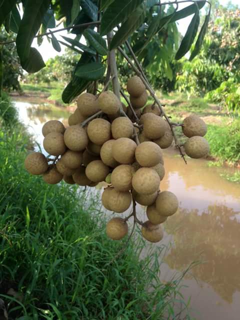 Pháp luật - Phía sau loại nhãn lạ vỏ vàng bóng được cho là xông lưu huỳnh? (Hình 2).