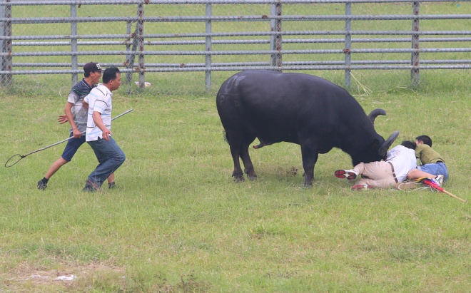 Xã hội - Lãnh đạo Phúc Thọ: '2 trâu tỳ đẩy nhau không ép buộc, khác với chọi'