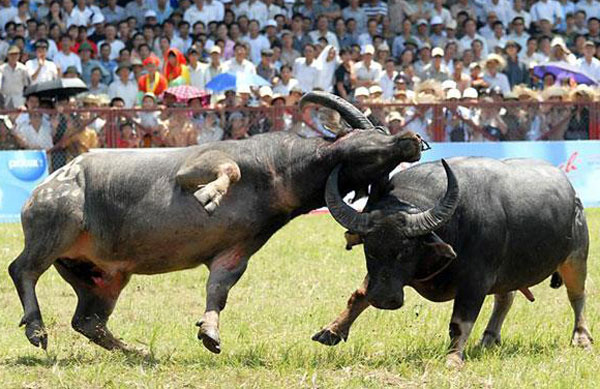 Xã hội - Vòng chung kết chọi trâu Đồ Sơn Hải Phòng 2016