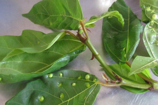 Đời sống - Bài thuốc hay trị bong gân, sai khớp hữu hiệu từ lá sung tật