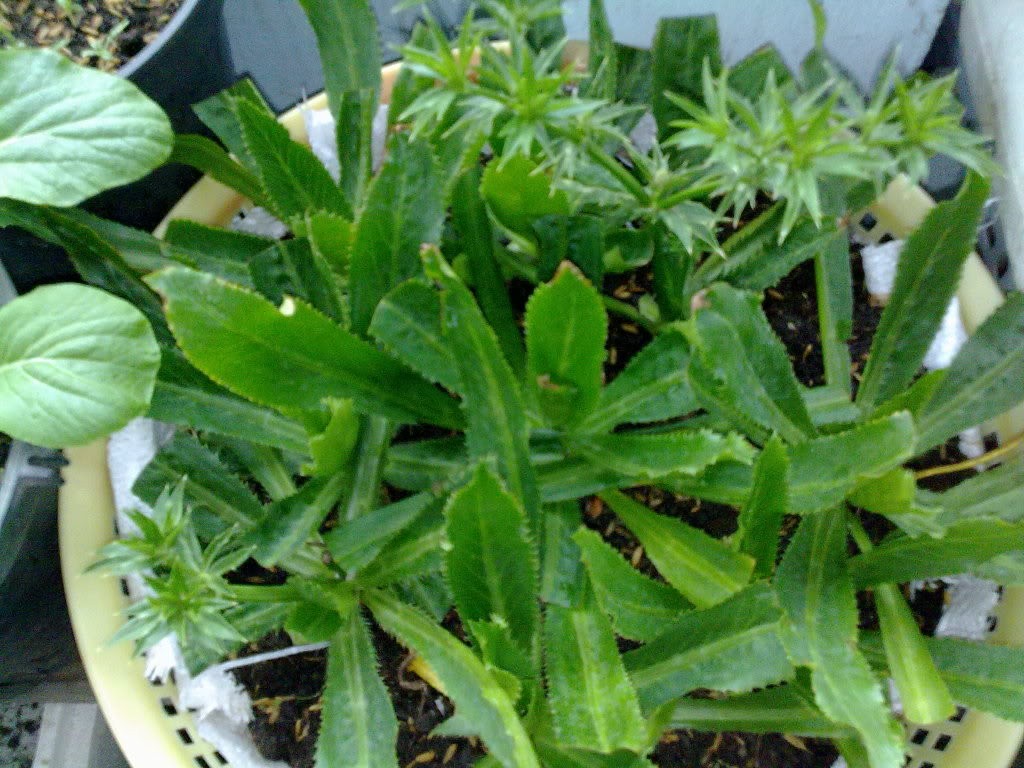Đời sống - Công dụng trị bệnh tuyệt vời của rau mùi tàu ít ai biết