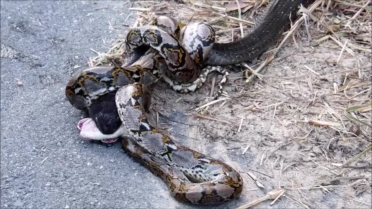 Video - Clip: Trăn khủng tử chiến với rắn hổ mang chúa và cái kết khó tin