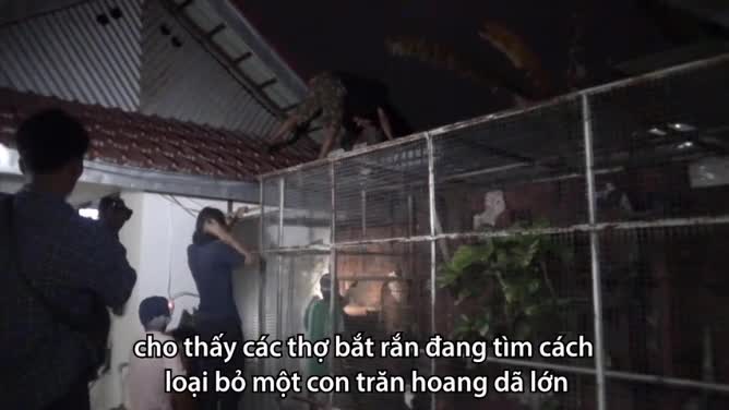 Giải trí - Clip: Bắt trăn khủng trộm chim ở trang trại