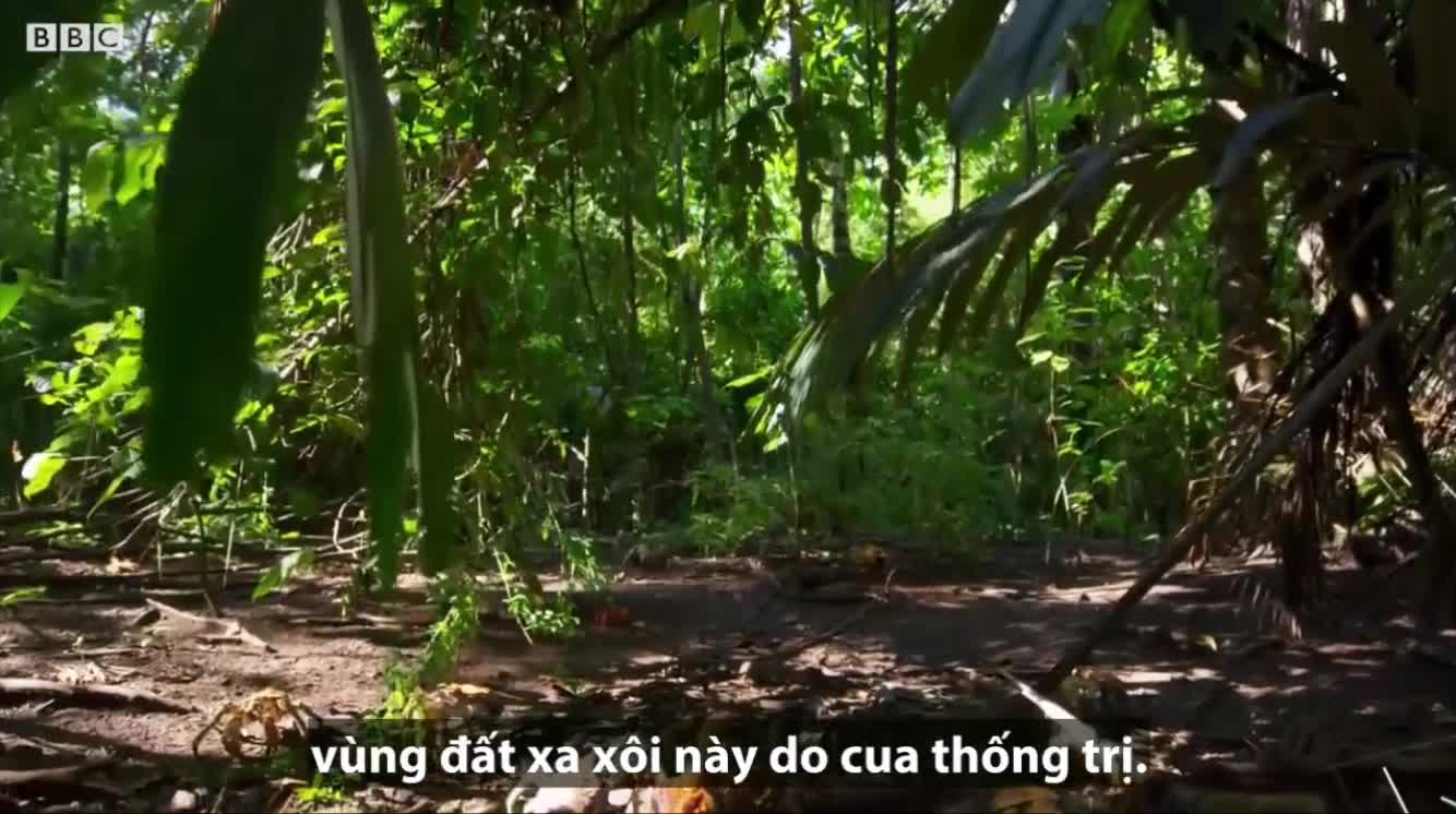 Giải trí - Clip: Kiến vàng điên giết chết hàng triệu cua đỏ ở đảo Giáng Sinh