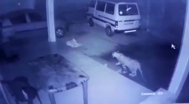 Giải trí - Clip: Chó nhà bị báo dữ ngoạm cổ lôi đi trong đêm và cái kết bất ngờ