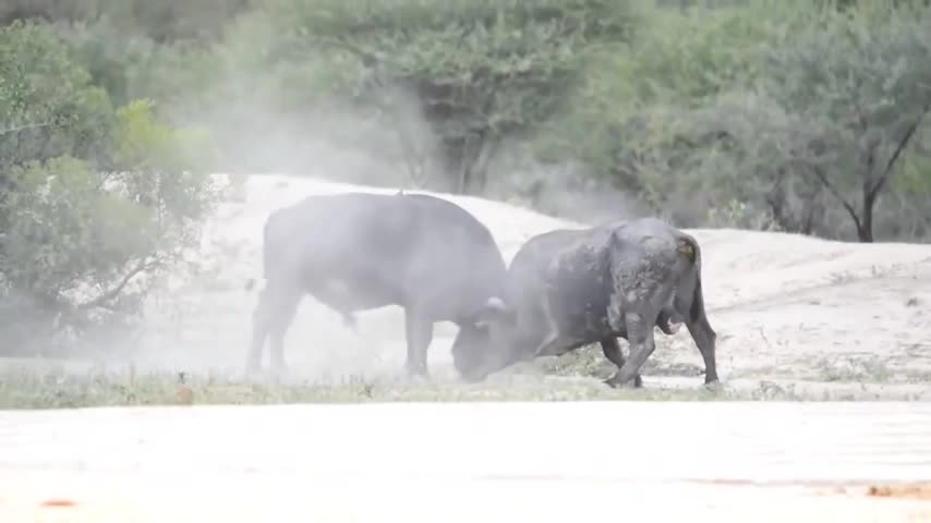 Video - Clip: Bị đối thủ húc bay, trâu rừng lăn lộn nhiều vòng trên đất