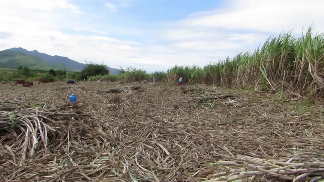 Dân sinh - Khánh Hòa: Giá mía tăng cao, nông dân phấn khởi nhưng đầy nỗi lo (Hình 6).