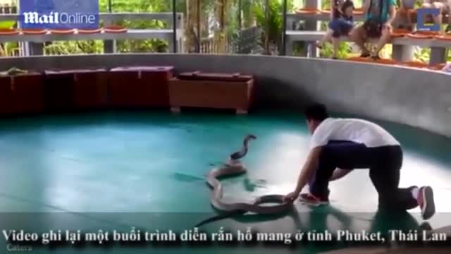 Video - Clip: Rắn hổ mang chúa nổi điên, lao lên sân khấu tấn công người xem