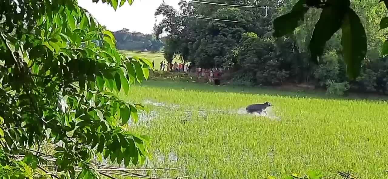 Video - Clip: Trâu 'điên' hung hăng tấn công người dân trên ruộng lúa