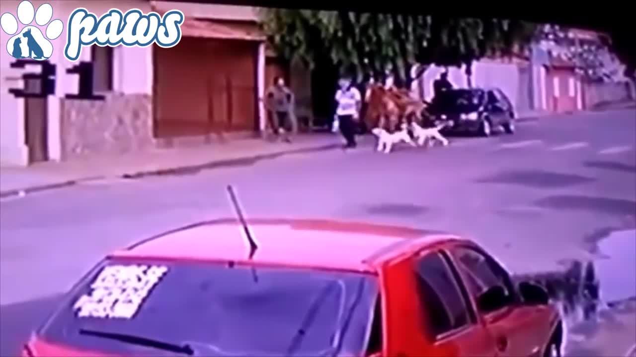 Video - Clip: 'Hổ báo' tấn công ngựa, 2 con chó Pitbull nhận bài học nhớ đời