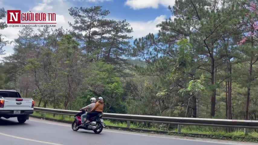 Văn hoá - Ngắm hoa mai anh đào nở rộ trên đường phố Đà Lạt