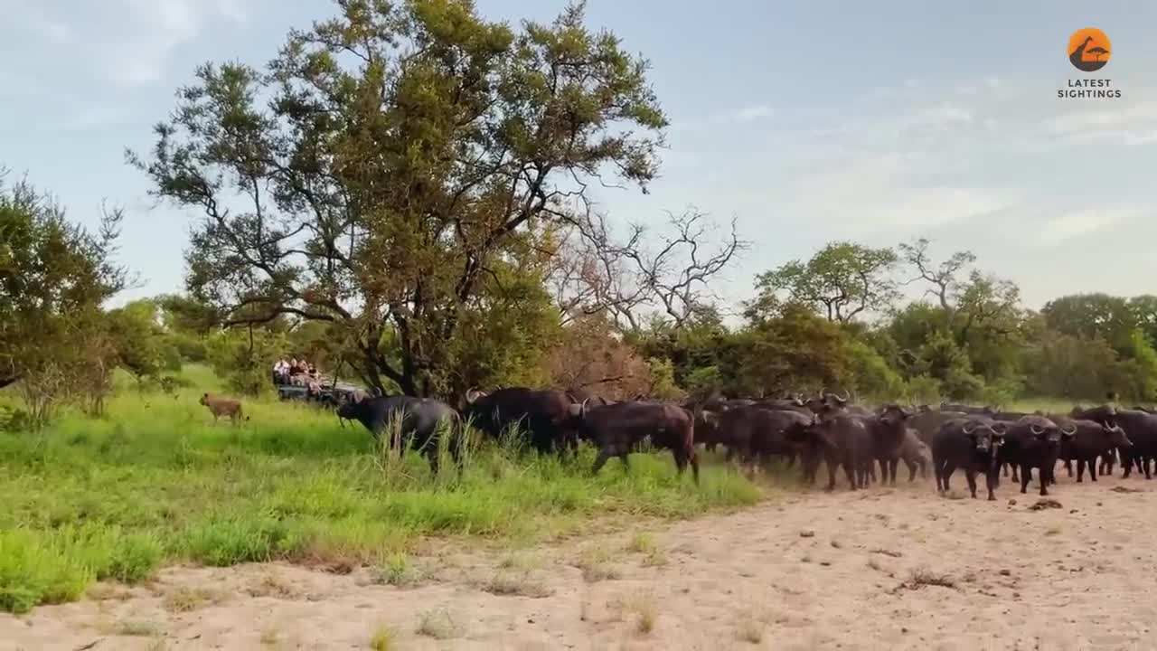 Video - Clip: Bị '500 anh em' trâu rừng truy sát, sư tử leo lên cây lánh nạn