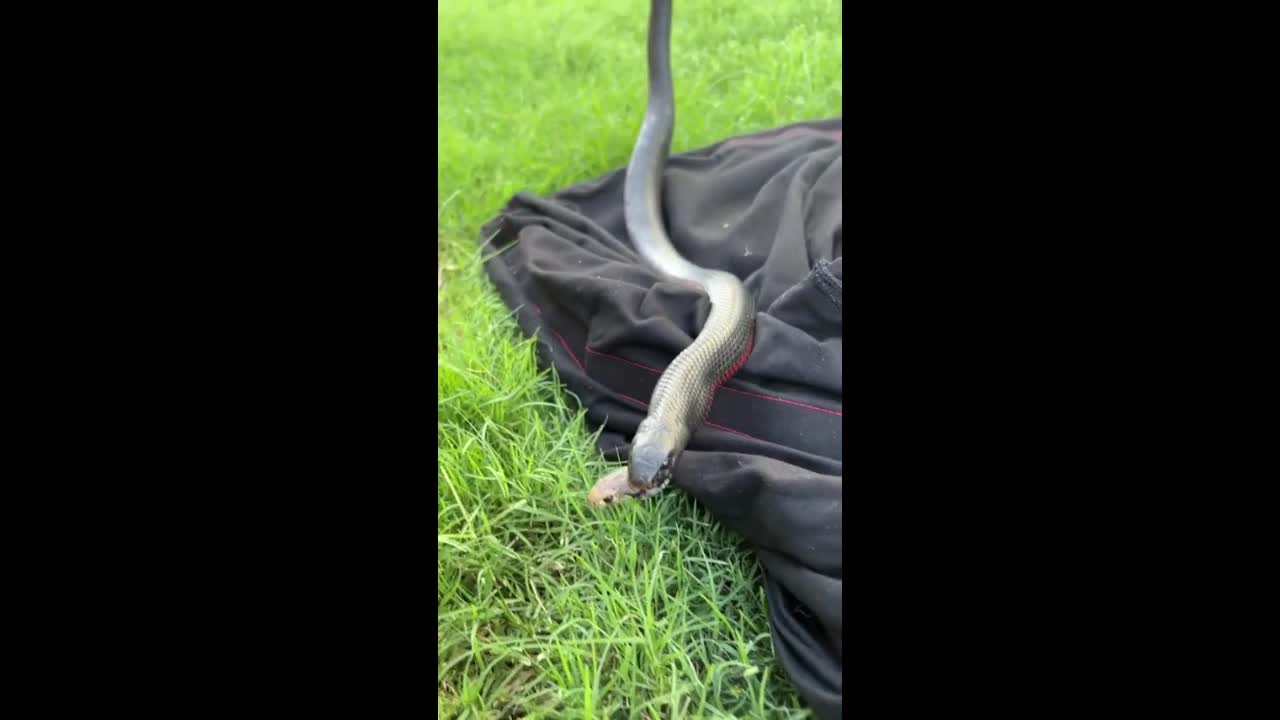 Video - Clip: Rắn nâu độc nhô đầu ra từ miệng con rắn khác như phim kinh dị