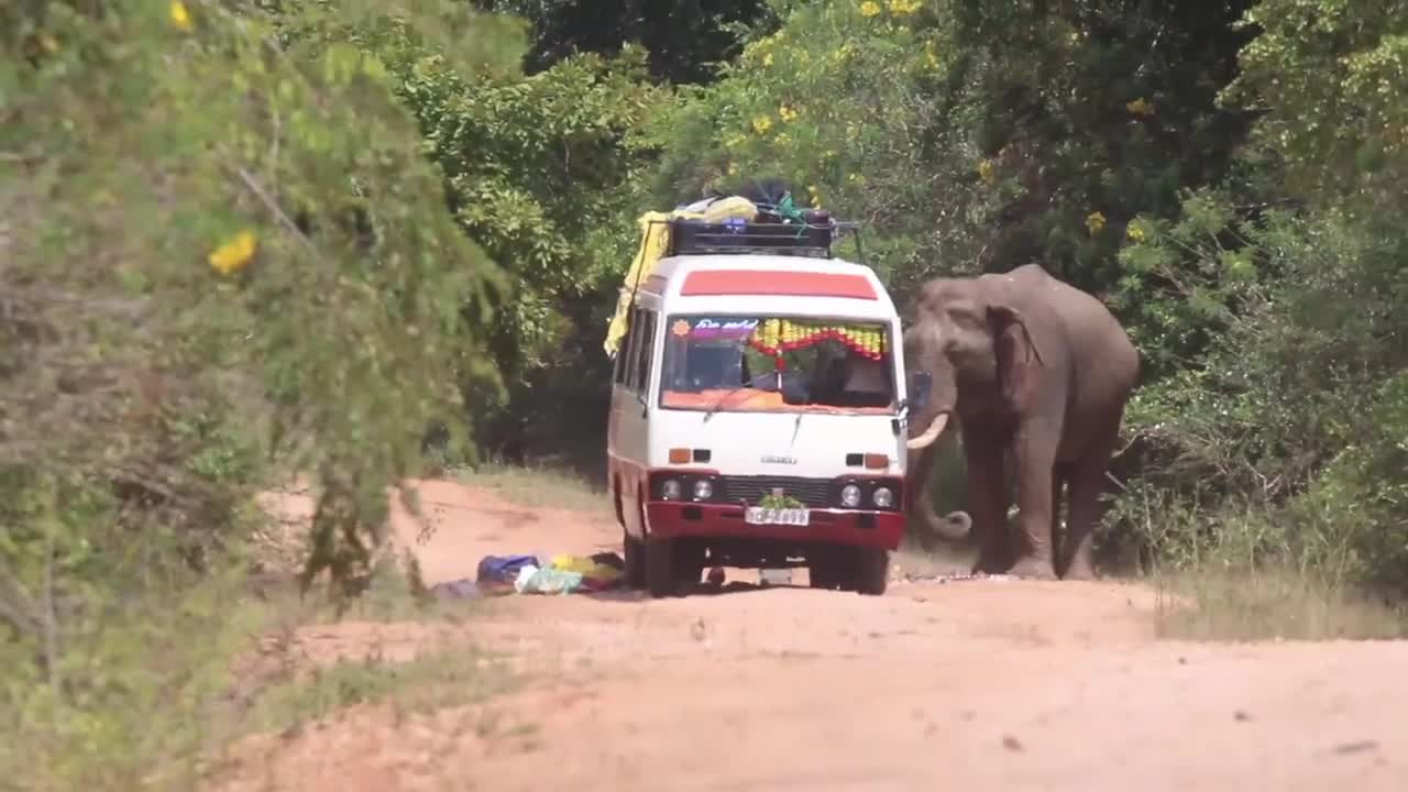 Video - Clip: Voi hung dữ tấn công xe buýt chở khoảng 30 người ở Sri Lanka