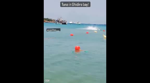 Video - Clip: Bị 'cá mập' đuổi theo, đám trẻ la hét bỏ chạy và cái kết