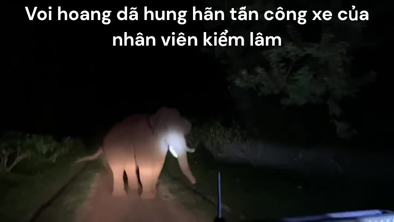 Video - Clip: Voi hoang dã hung hãn tấn công xe của nhân viên kiểm lâm