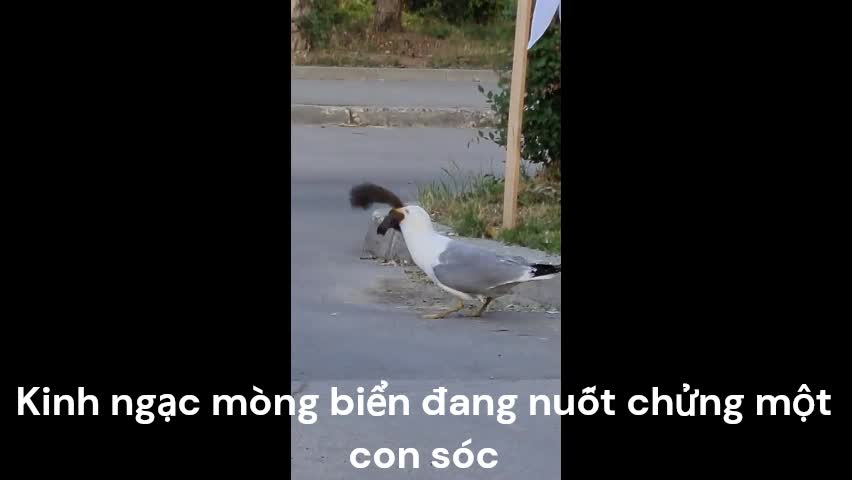 Video - Clip: Kinh ngạc mòng biển đang nuốt chửng một con sóc