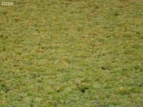 Lion Cub Falls in the Water - Little Big Cat - BBC