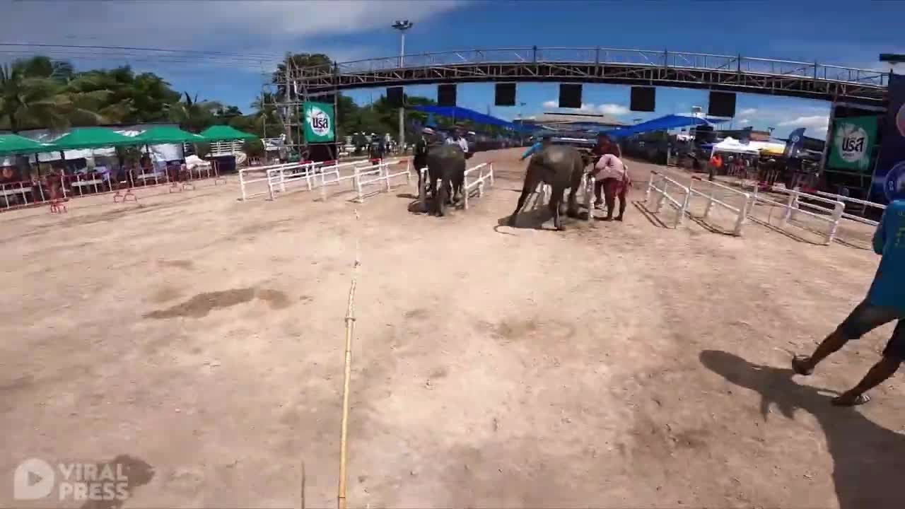 Crazy Buffalo Racing FPV From Jockey