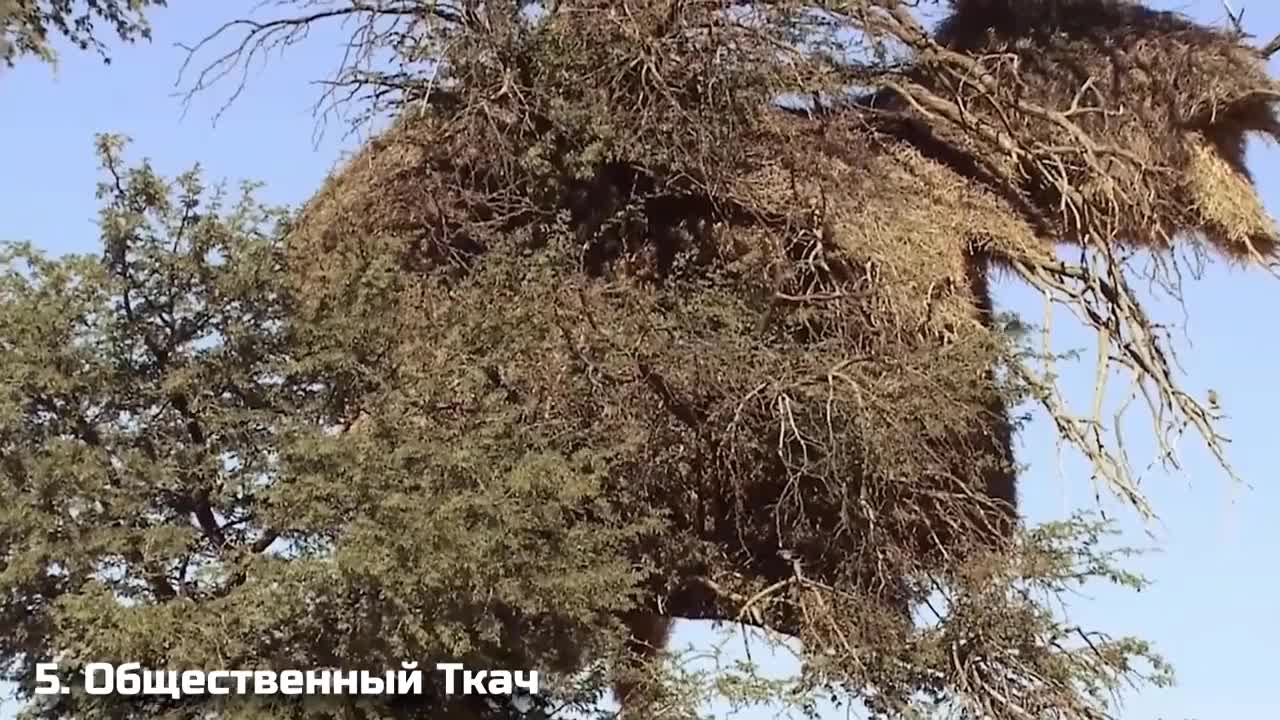 Chim thợ dệt tự xây ngôi nhà khổng lồ vô cùng kinh ngạc