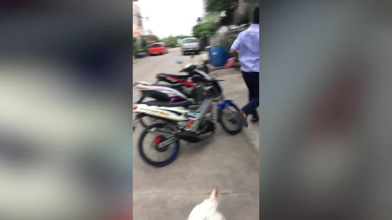 Gà hung hãn rượt đuổi người đàn ông trên phố