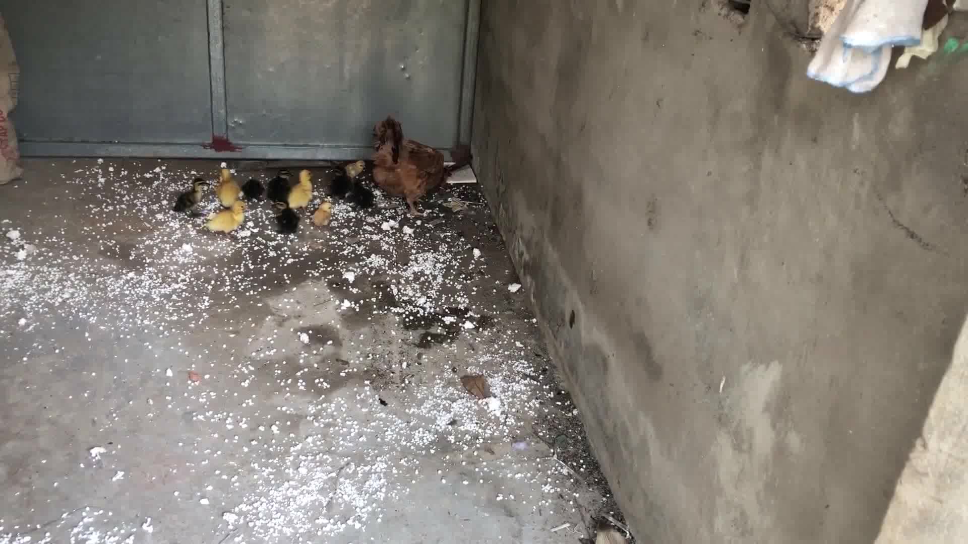 Định ăn thịt gà con, hổ mang bị gà mẹ mổ cho tơi bời