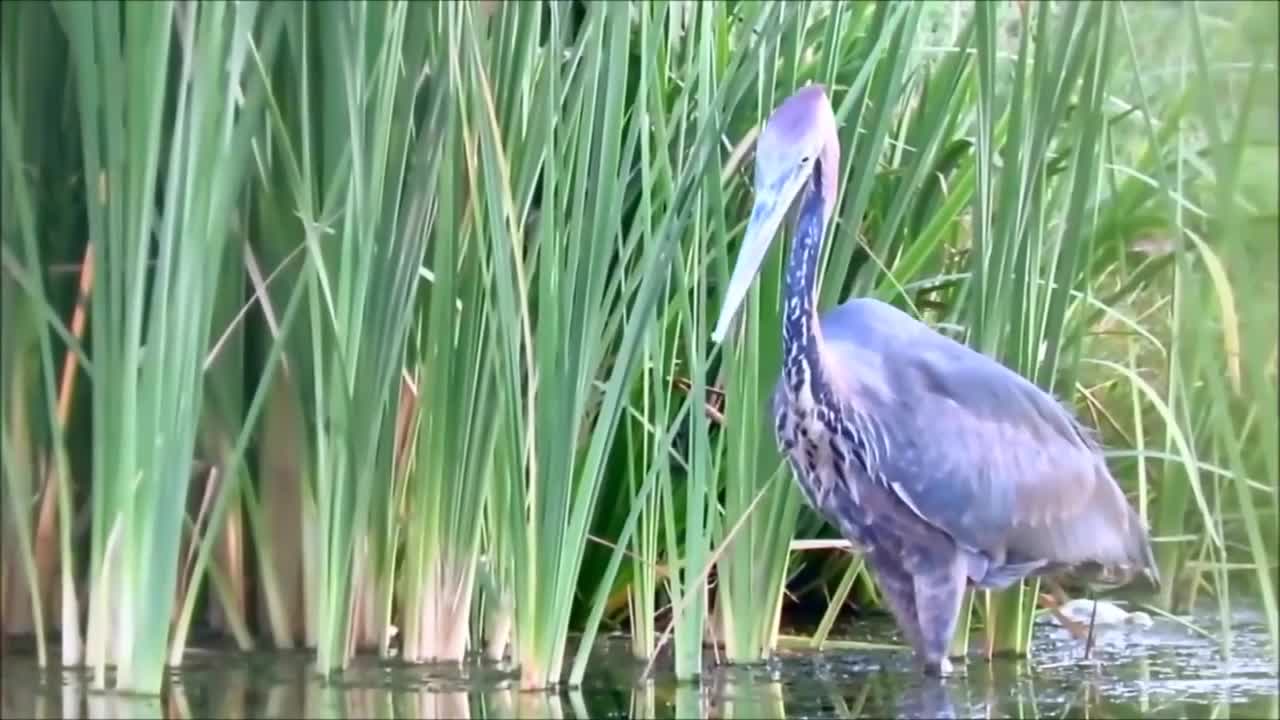 На что способна голодная цапля
