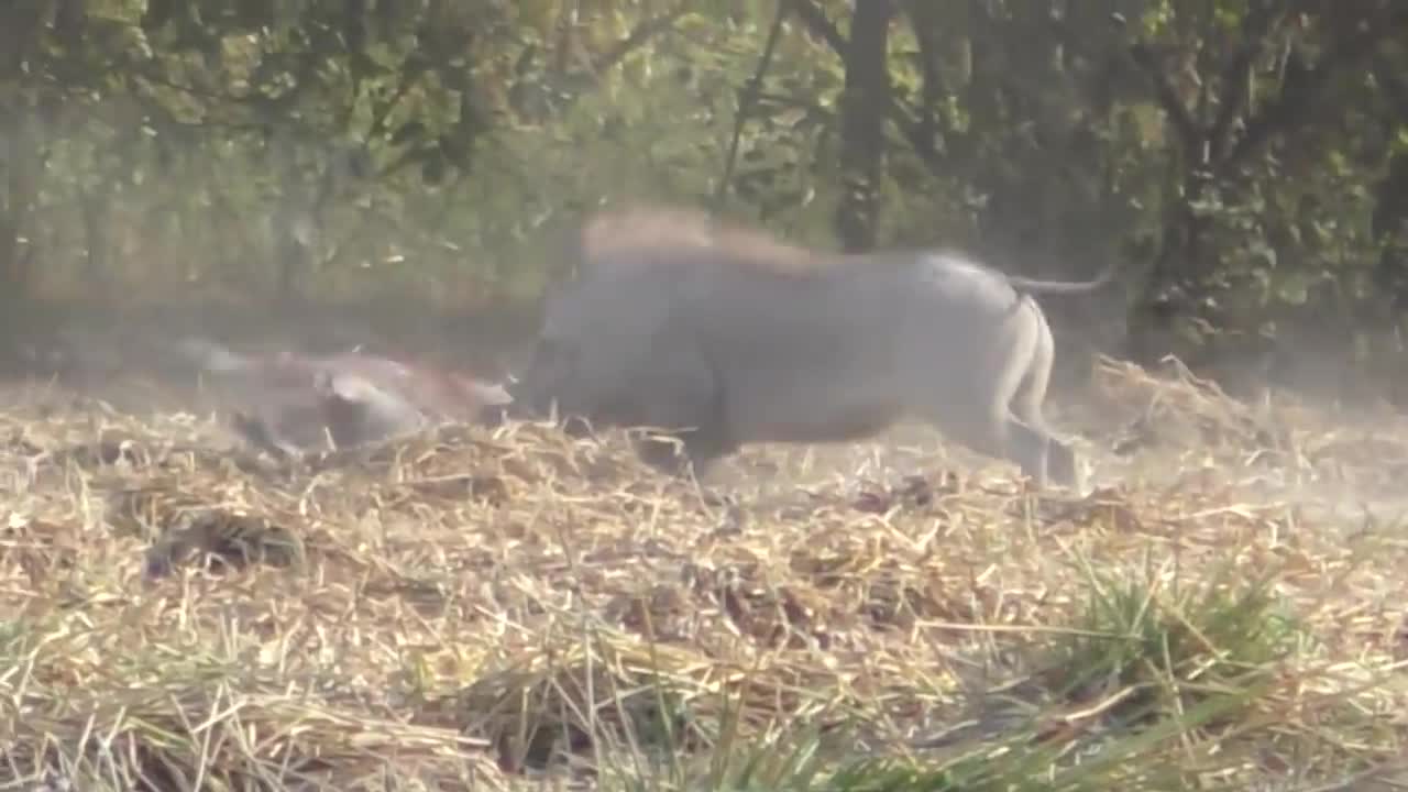 Phacochères. Combat a mort.