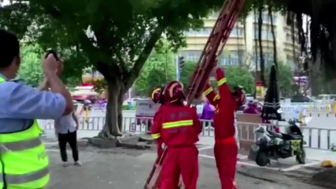 Bị cảnh sát giao thông xử phạt, nam shipper leo lên cây cố thủ