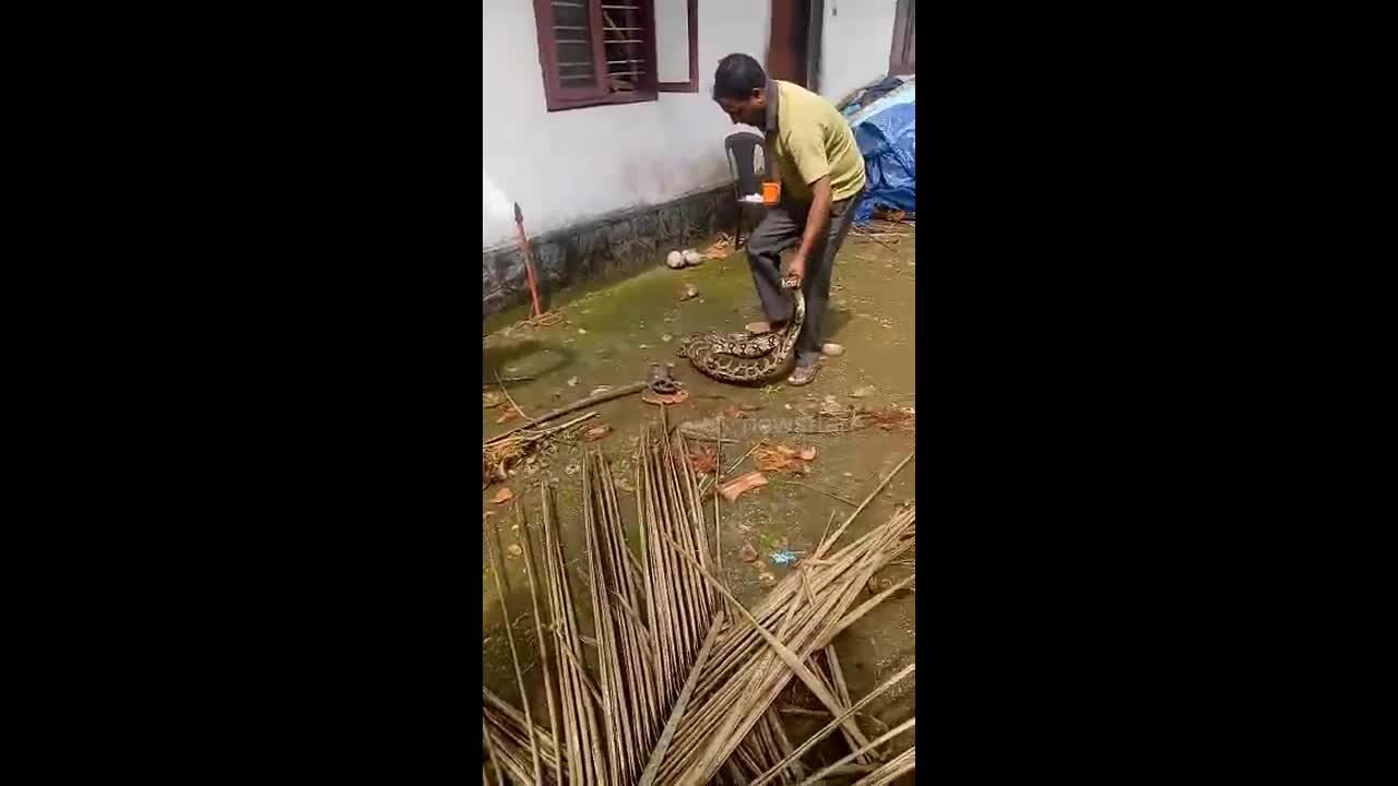 Clip: Người đàn ông đạp vào bụng trăn, ép nôn trả hai con gà