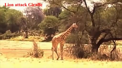 Sư tử tung mình lên không trung giết chết hươu cao cổ