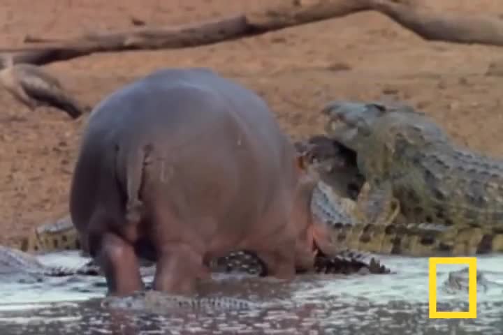 H&agrave; m&atilde; con v&ocirc; tư cắn y&ecirc;u c&aacute; sấu s&ocirc;ng Nile