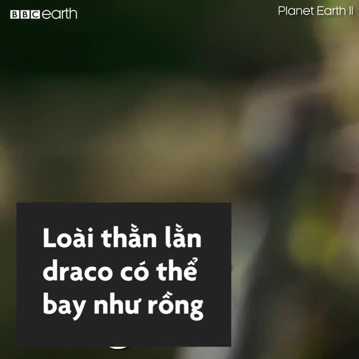 Ph&aacute;t hiện lo&agrave;i thằn lằn đương đại c&oacute; khả năng bay lượn như rồng