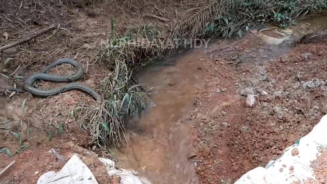 Rắn hổ mang chúa tử chiến với trăn non và cái kết dở hơi