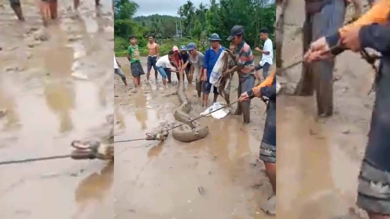 Người dân Indonesia xúm lại bắt trăn khổng lồ ừ