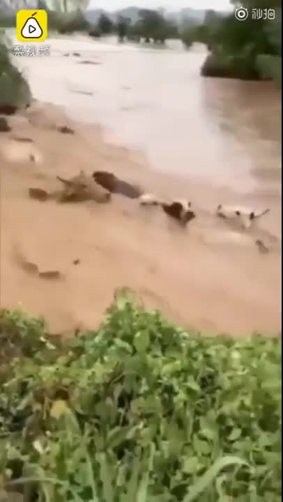 Video lũ xiết cuốn trôi hơn trăm con bò