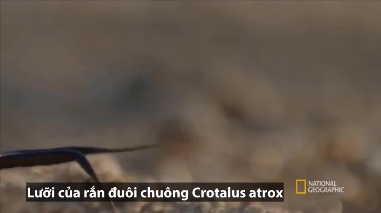 dai-chien-chim-cheo-dat-ran-duoi-chuong-va-cai-ket-1598666669825906070750