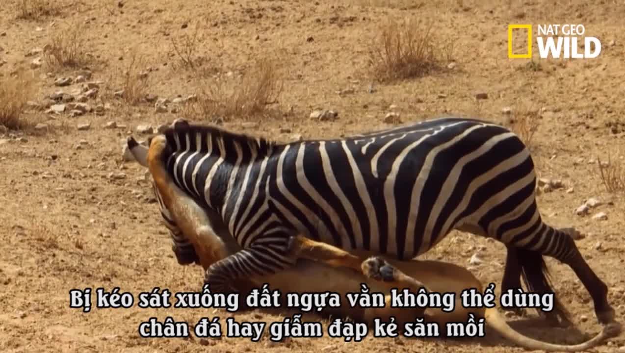 Sư tử bại trận vị nhát cắn chí mạng của ngựa vằn