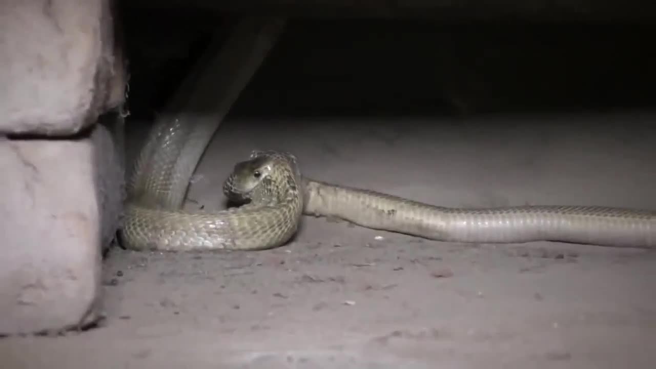 Cặp rắn hổ mang Ấn Độ cắn chặt cổ nhau quyết tử