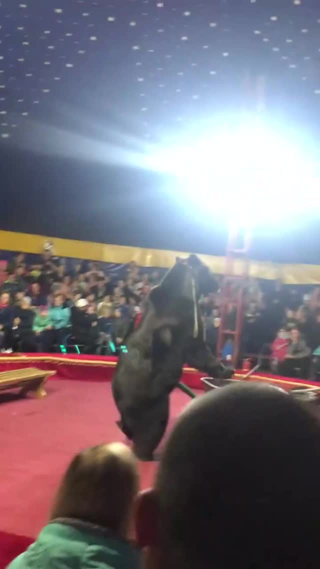 Circus Bear Attacks Trainer - Create, Discover and Share Awesome GIFs on Gfycat